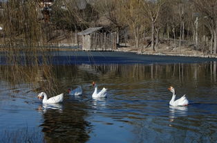 關(guān)于初春冰雪消融的詩(shī)句
