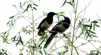 關(guān)于春烏的詩句