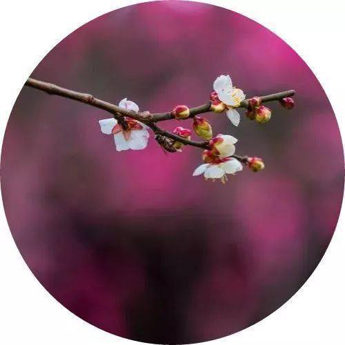 芳菲盡一一古詩中詩句