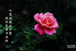 關(guān)于描寫月季花的詩(shī)句