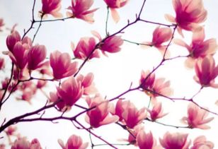 含有花的成語古詩句