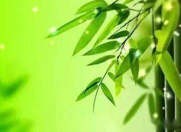 關(guān)于竹子的詩(shī)句好詞