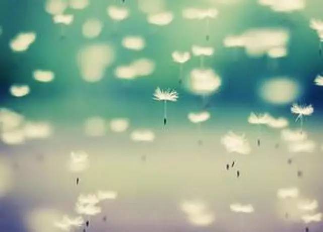 顧城關(guān)于一朵花的詩句