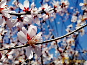 關(guān)于南陌的詩(shī)句