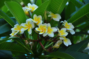 關(guān)于雞蛋花的詩(shī)句樹(shù)上