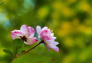 關于冬櫻花的詩句古詩