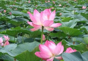 小學(xué)三級(jí)用關(guān)于贊美荷花的詩(shī)句