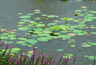 古詩(shī)詞,詩(shī)句,描寫,景色