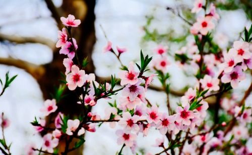 描寫秋天的詩句古詩小學(xué)三年級(jí),關(guān)于描寫秋天的詩句古詩,描寫秋天下雨的詩句古詩唯美