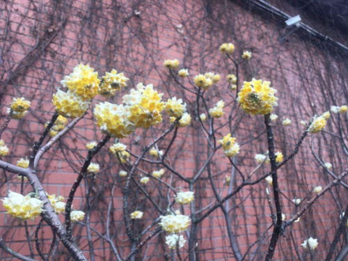 關(guān)于春和花的詩(shī)句古詩(shī)詞,贊美草的詩(shī)句古詩(shī)詞,關(guān)于稻花的詩(shī)句