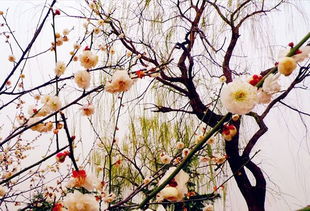 色彩變化的古詩句