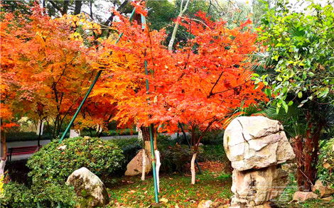 楓林,詩(shī)句,描寫(xiě)