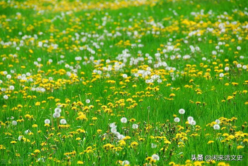 含有花紅柳綠的古詩詩句