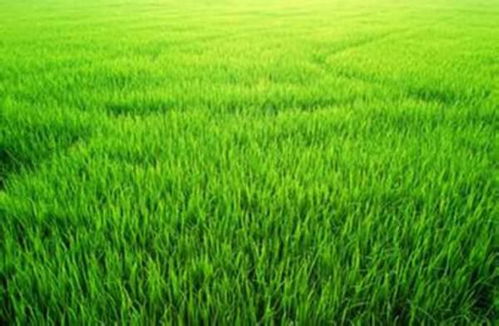 夏天小草的詩(shī)句古詩(shī)