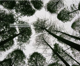 關(guān)于松樹(shù)林的詩(shī)句