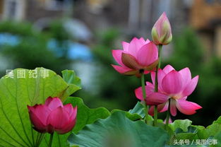 古詩(shī)句接天什么無(wú)窮碧