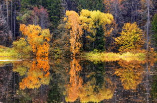 古詩詞,詩句,秋天