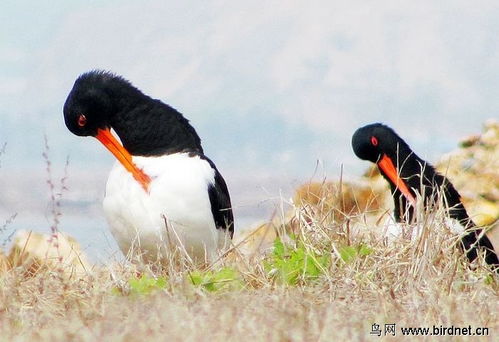關(guān)于喜鵲和海的詩句