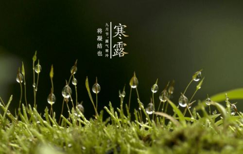 關(guān)于露的情詩(shī)句