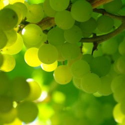 關(guān)于家里葡萄樹的現(xiàn)代詩(shī)句