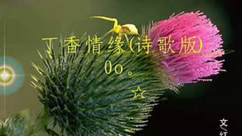 關(guān)于丁香的句子有哪些詩(shī)句