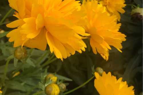 關(guān)于秋獲的詩句