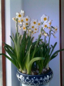 水仙花,古詩(shī)詞,詩(shī)句,描寫(xiě)