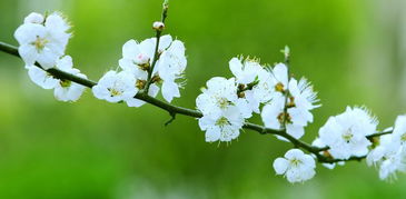 天花,古詩(shī),詩(shī)句,于春