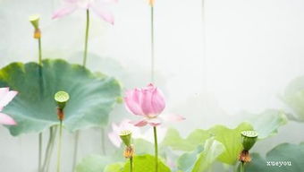 與荷有關(guān)的古詩句