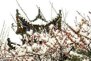 描寫梅的著名詩(shī)句古詩(shī)詞