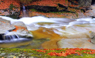 贊美楓葉的詩(shī)句古詩(shī)詞