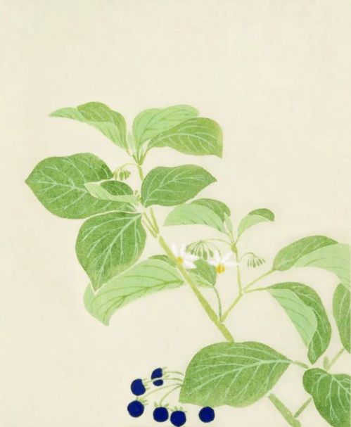 古詩,詩句,植物