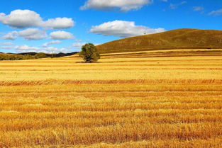描寫(xiě)秋天田里的詩(shī)句古詩(shī)