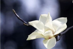 寫白玉蘭古詩句