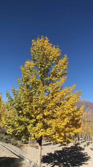 舒婷關(guān)于秋的詩句