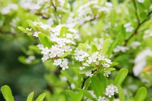 關于桑葉的詩句古詩詞