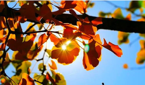 關(guān)于秋天風(fēng)的詩句古詩,有關(guān)秋天的詩句古詩,寫秋天的詩句古詩3年級(jí)