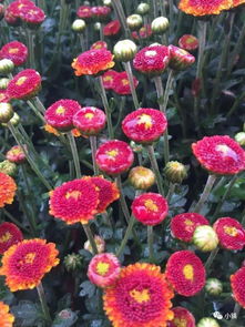 詩(shī)句,雨中,菊花