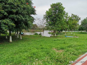 關(guān)于林徽因贊揚(yáng)梅花的詩句