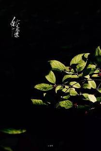 有關(guān)于葉子夏季的詩句