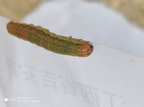 關(guān)于黏蟲大發(fā)生的詩句