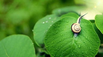 生物哲理—蝸牛(生物哲理蝸牛作文)