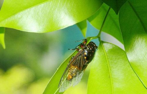 夏天的夜晚作文好開(kāi)頭