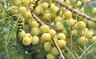 余甘果的功效(余甘的功效與作用)