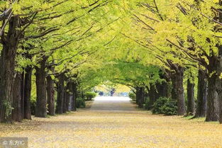 小學(xué)三級(jí)寫(xiě)事作文開(kāi)頭和結(jié)尾怎么寫(xiě)