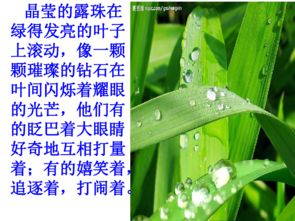 寫景的開頭初中作文