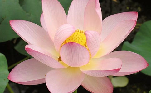 關于荷花精神的作文開頭