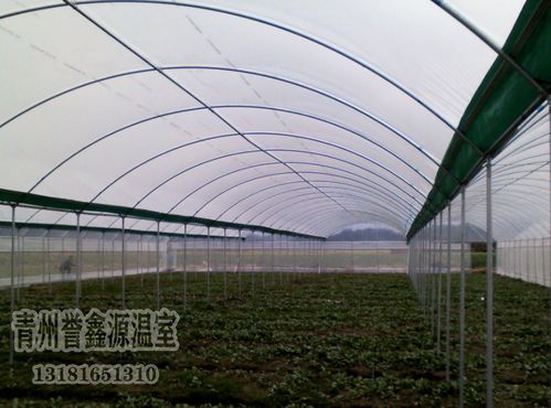 蔬菜大棚的建設(shè)技術(shù)(蔬菜大棚實(shí)習(xí)目的)