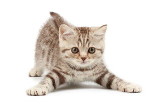 捉貓記的作文開頭