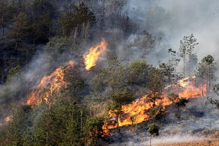 關于森林火災的作文開頭